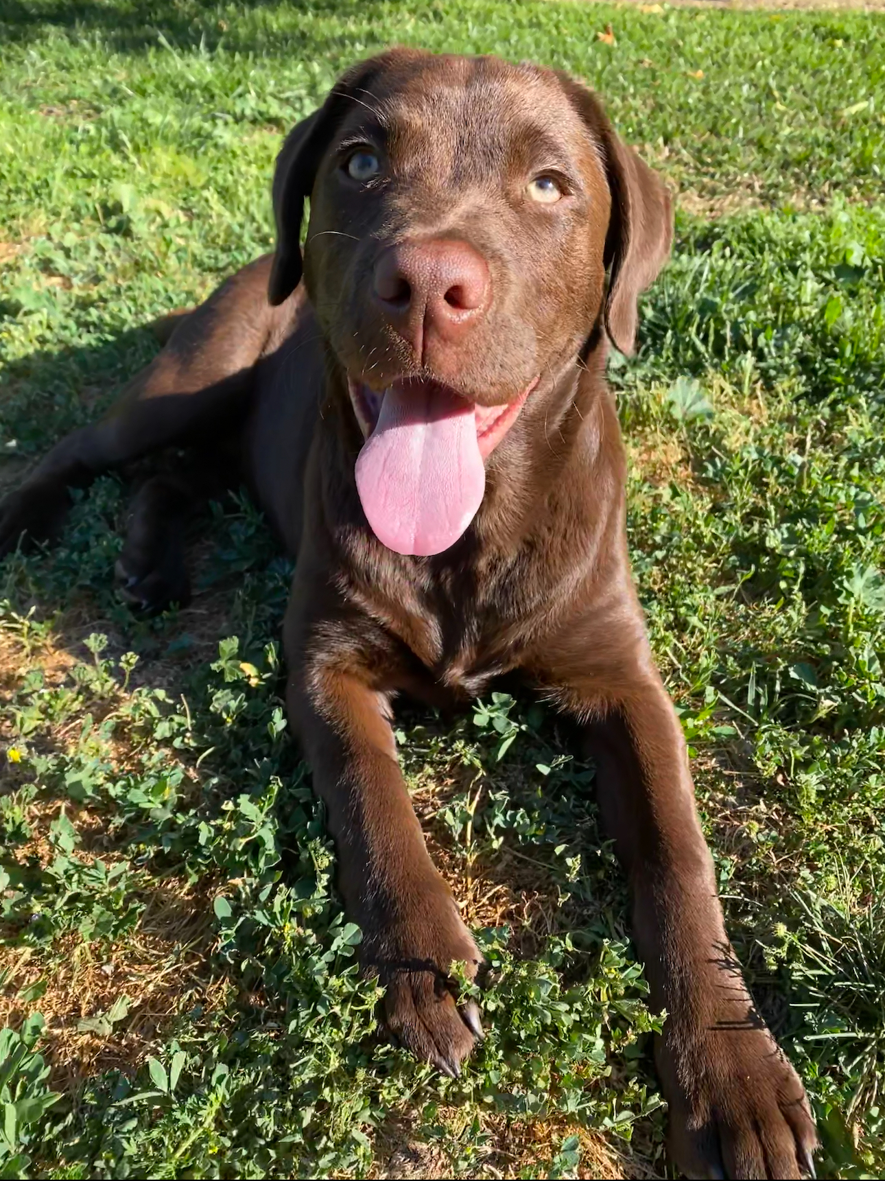 Happy dog in Santa Barbara